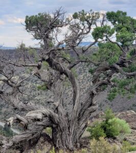 An old twisted juniper tree atop the Rio Grande gorge