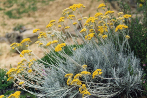A bush of Helichrysum italicum
